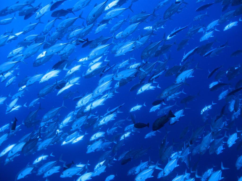 דירות Diving Center Punta Stilo מראה חיצוני תמונה
